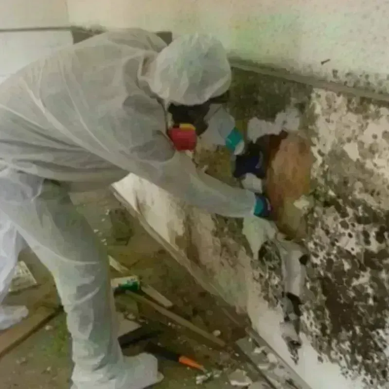 Mold Remediation and Removal in Belchertown, MA